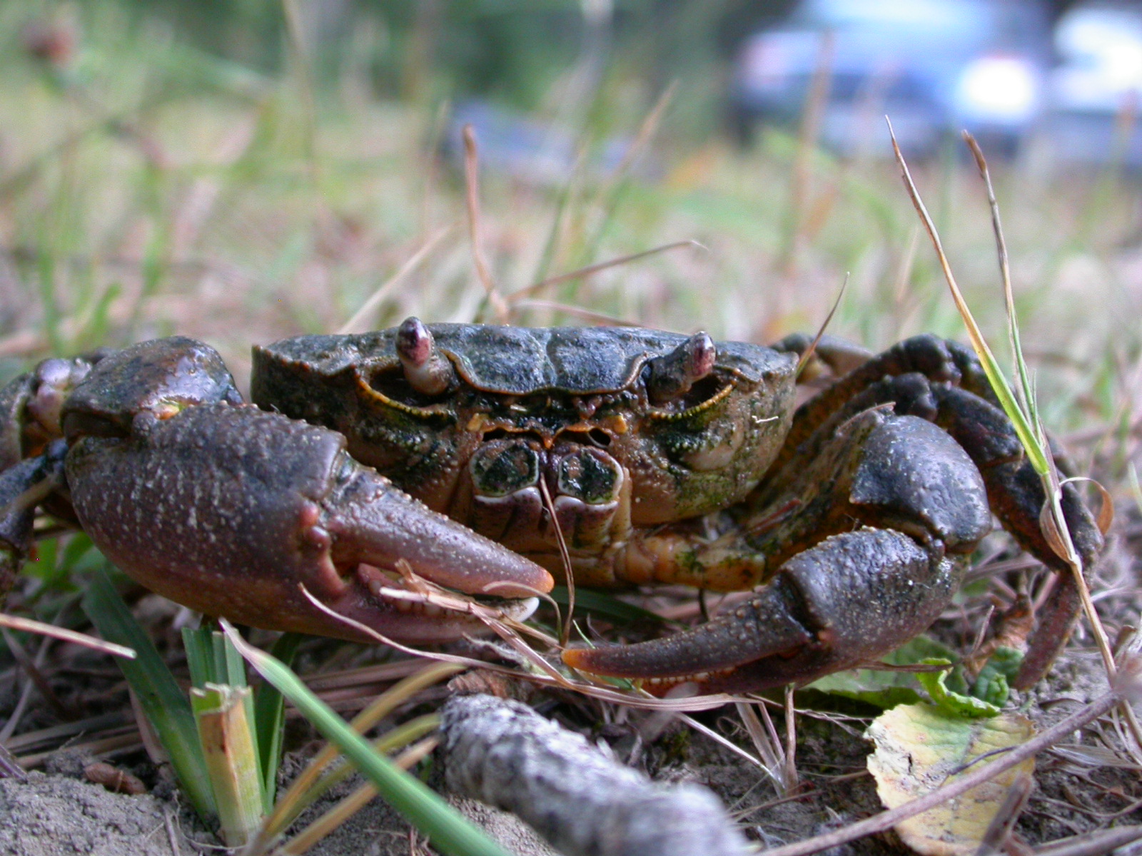 Tatlısu Yengeci - Potamon potamios
